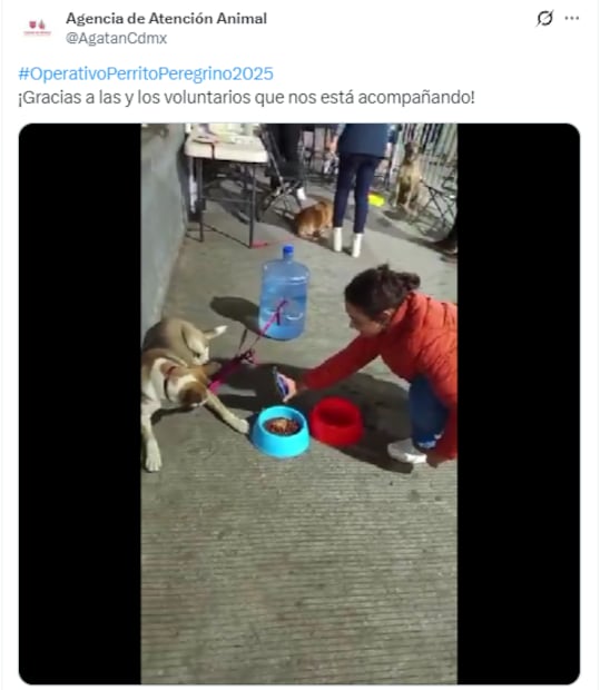 Atención brindada a perritos peregrinos por parte de la AGATAN. Foto: AGATAN