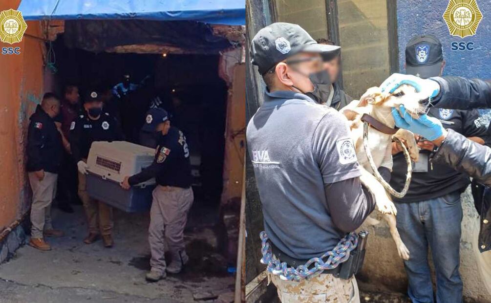 El mandamiento judicial fue otorgado por un juez como parte de una investigación y acudieron a una propiedad ubicada en la calle Morelos, colonia Arboledas de Cuautepec. Foto: Especial