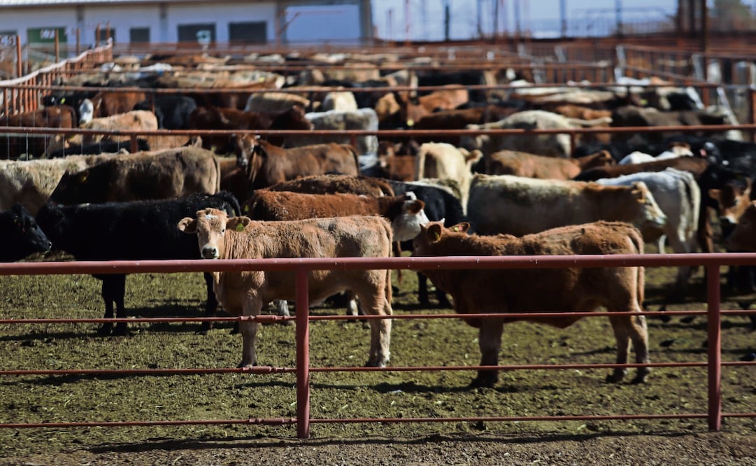Todo tipo de mamíferos de sangre caliente son susceptibles al gusano barrenador. Foto: Archivo / EL UNIVERSAL