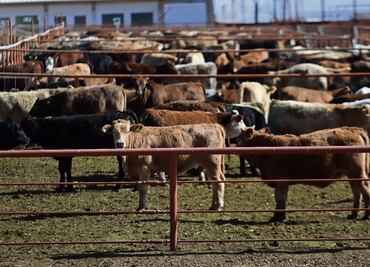 EU verifica medidas contra gusano barrenador en Chihuahua y Sonora; acciones buscan reabrir fronteras al ganado mexicano