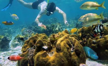Cremas solares, amenaza para arrecifes de coral