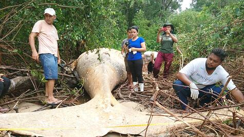 ¿Cómo es posible que una ballena jorobada terminara varada en la Amazonia?