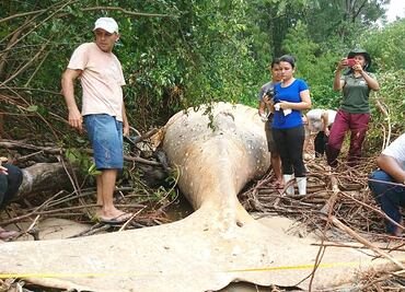 ¿Cómo es posible que una ballena jorobada terminara varada en la Amazonia?