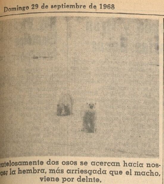 Ataque de un oso polar: la odisea de un reportero de EL UNIVERSAL en el Polo Norte en 1968