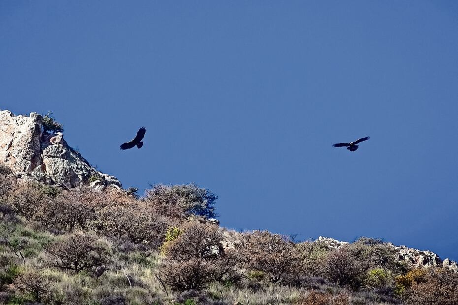Se estima que Zacatecas es el segundo estado con mayor población de águila real en el país con aproximadamente 37 parejas que se encuentran en unos 14 municipios Foto: Especial