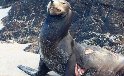 Profepa monitorea a lobo marino lesionado en Los Cabos