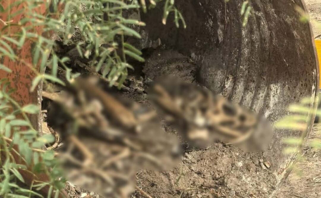 Restos óseos hallados en tambos en presunto campo de exterminio en Tamaulipas (14/10/2025). Foto: Especial