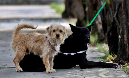 FOTOS: Hospital Veterinario de la CDMX, un oasis para lomitos y michis