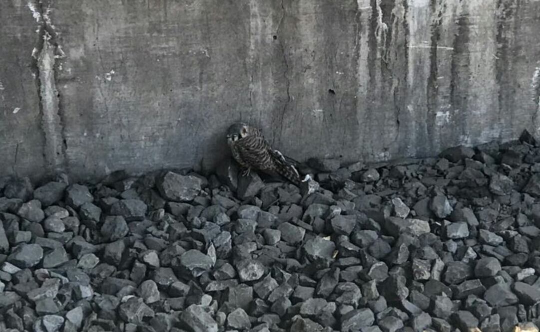 La especie fue rescata sobre las vías. Foto: Especial 