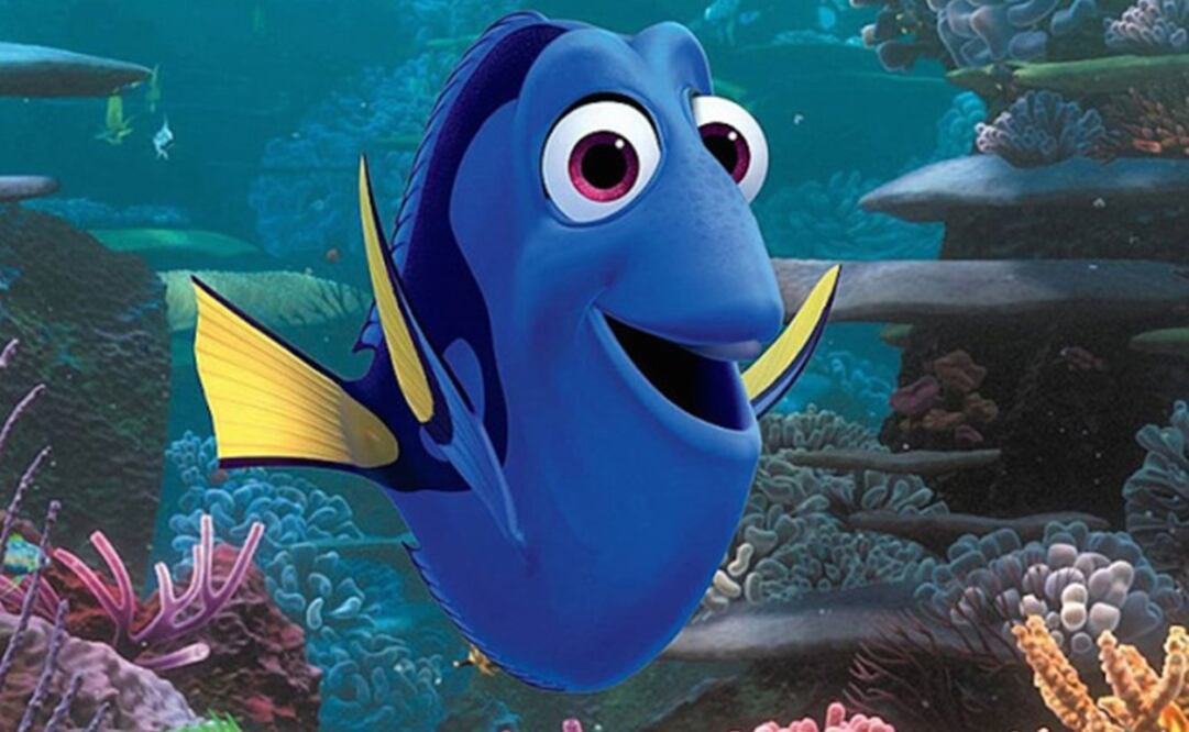 "Dory" es un Paracanthurus hepatus o pez cirujano. (FOTO: Especial)