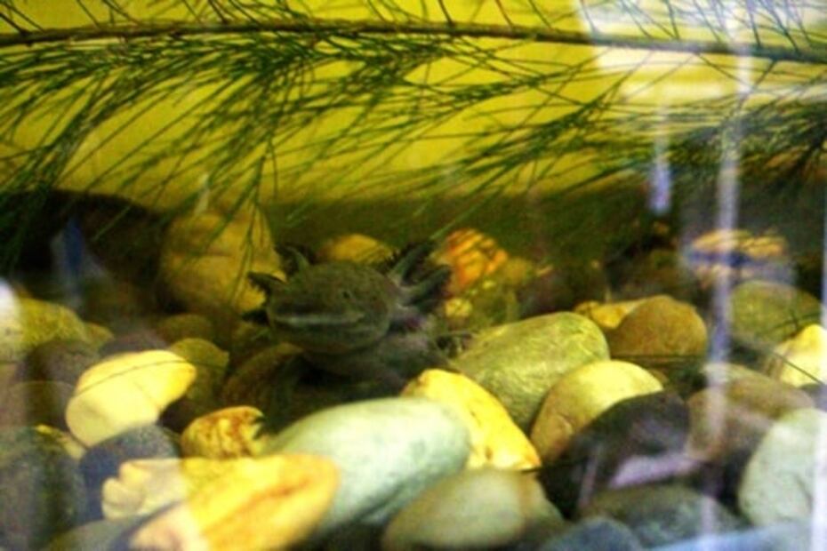 Día del Ajolote, la "especie sombrilla" y carismática que cuida a otras especies