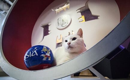 El gato Aquiles es el oráculo del Mundial de Rusia 2018
