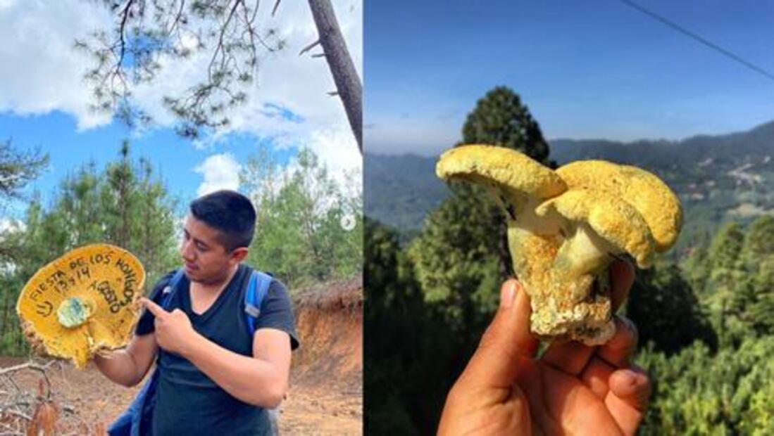 Lánzate a la mixteca oaxaqueña a recolectar hongos