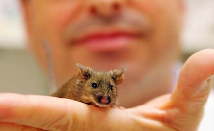 Científicos logran mejorar la memoria de ratones con Alzheimer