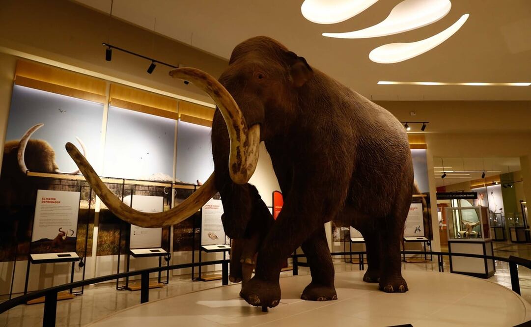 En la entrada del inmueble, una réplica de una hembra de mamut del periodo pleistoceno recibe a los visitantes. Foto: Diego Simón