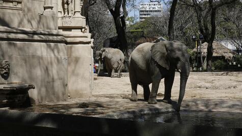 Elefantes de zoo en Argentina tendrán defensa legal