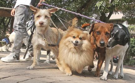 Los perros también sufren de infertilidad