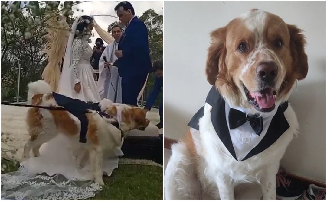 Perrito conquista internet con su atuendo. Foto: Capturas de TikTok @mucuchiesoficial
