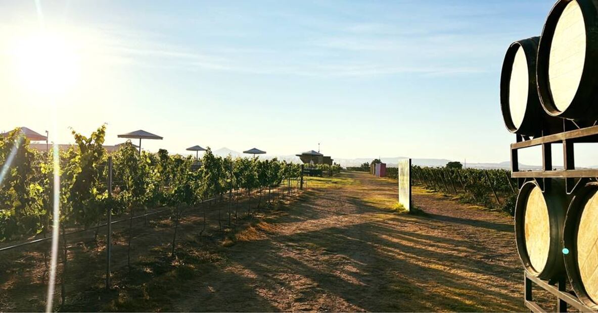Foto: Viñedos La Redonda