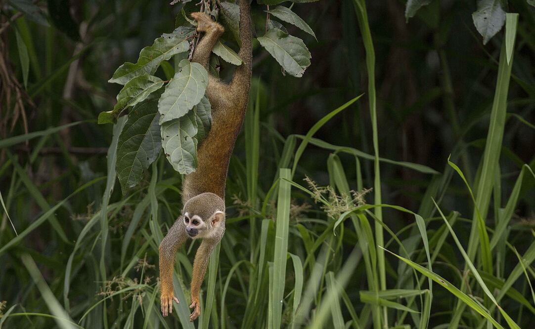 Un "Mono de Cheiro", en el Río Ariaí, Brasil. Foto: EFE
