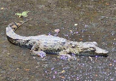 Capturan a cocodrilo que se encontraba en una coladera en calles de Coyoacán; fue canalizado a protección animal para su resguardo