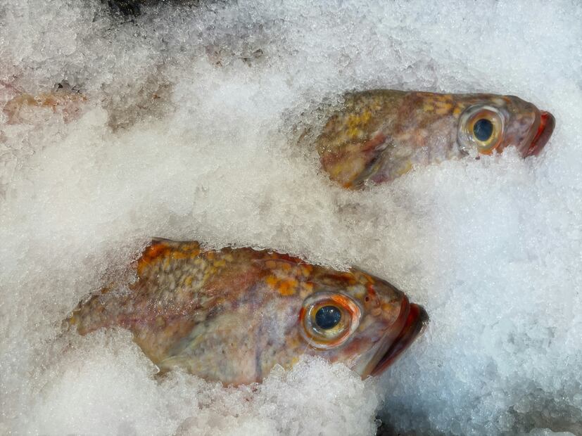 Evita comprar paquetes de pescado abierto, dañados o con escarcha. Foto: Unsplash