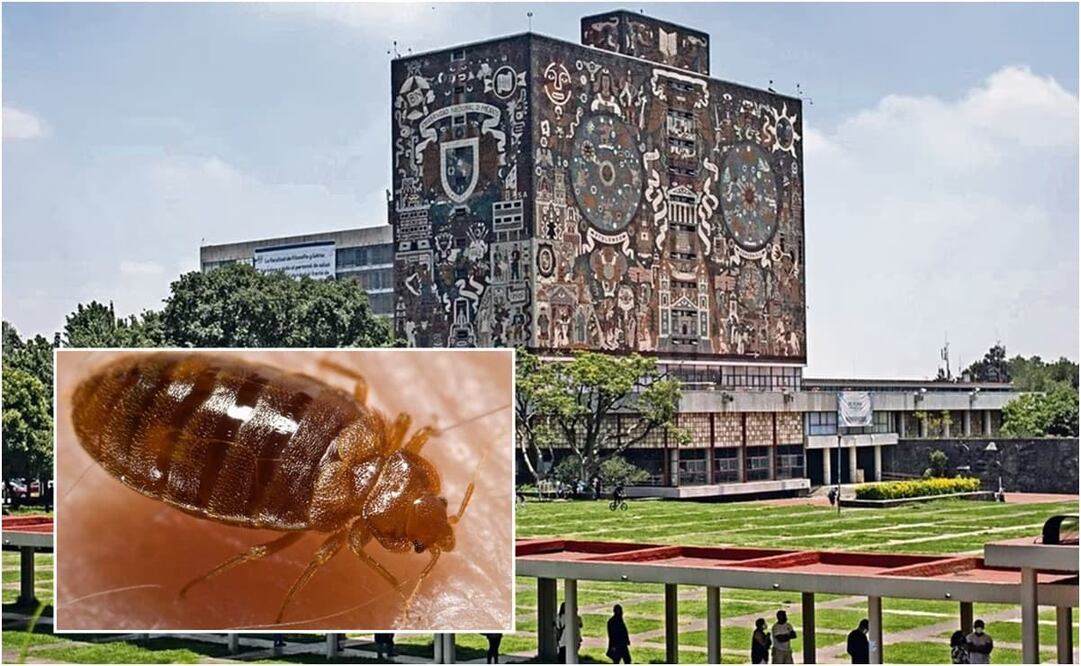 Desde hace varios días estudiantes de diversas facultades de la UNAM han reportado la presencia de chinches en las instalaciones universitarias. Foto: EL UNIVERSAL y ESPECIAL