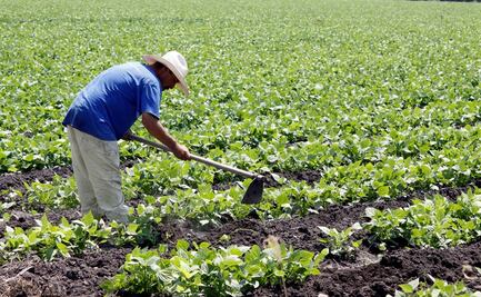 Debilidad del campo en 2022 complica plan contra inflación