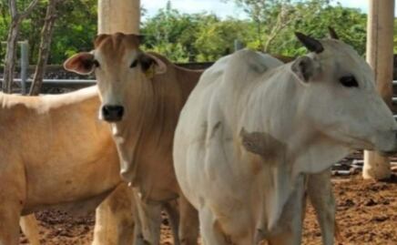 Instalan trampas para detectar gusano barrenador en ganado de Sonora y Chihuahua; buscan adelantar reapertura de fronteras