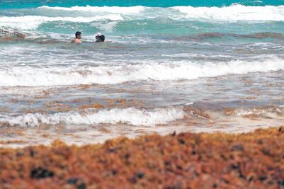 Instalan barrera contra sargazo en la Riviera Maya