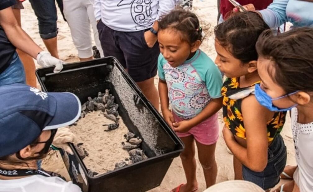Suman 40 mil crías de tortuga reintegradas a su hábitat en Yucatán