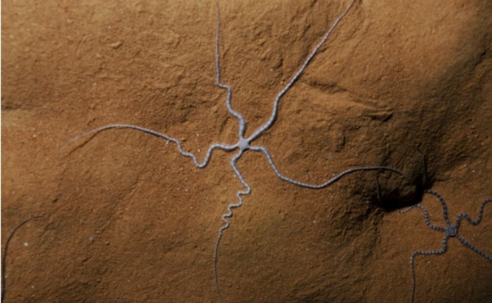 Descubrimiento de los ofiuros cavernícolas, especie endémica en México: UNAM