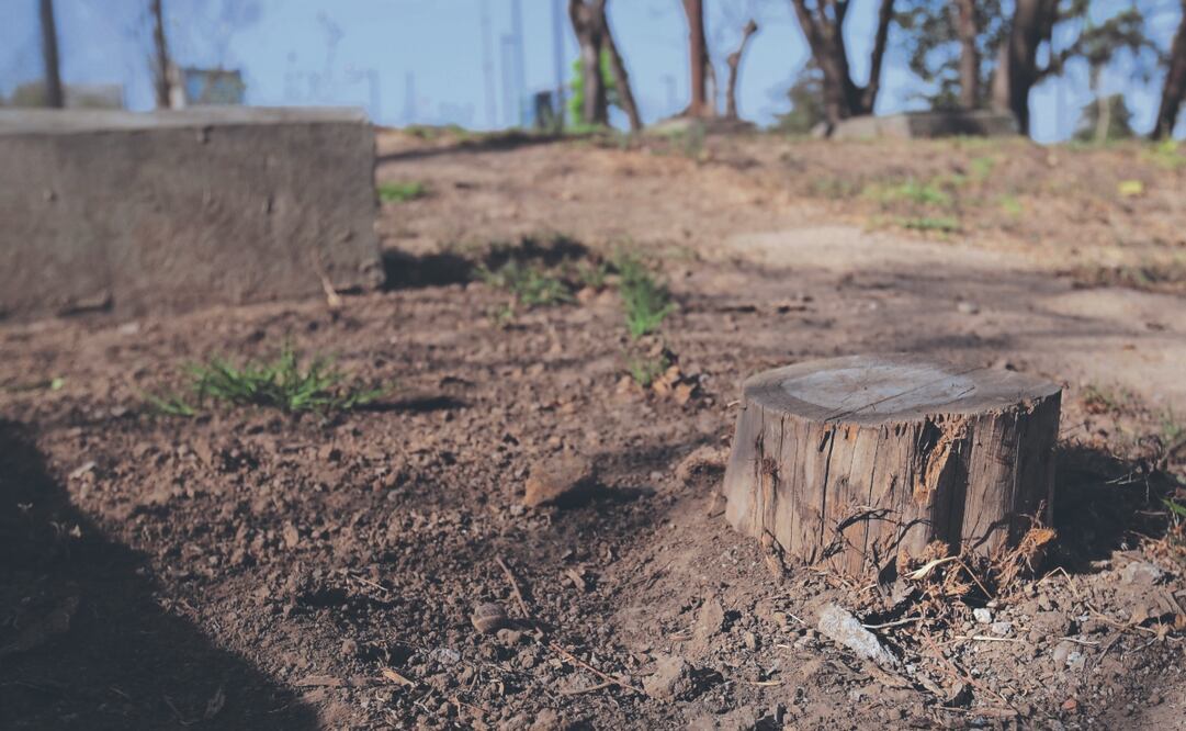 Los árboles fueron sometidos a un proceso de seccionamiento. Archivo El Universal