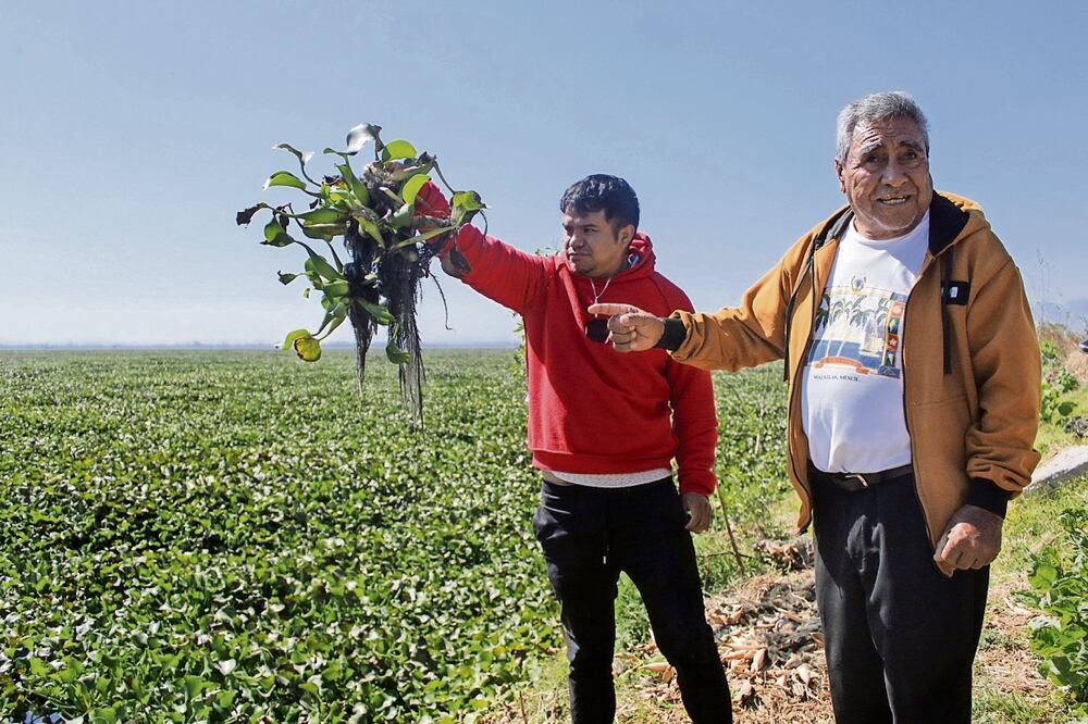 Pese al esfuerzo para retomar la actividad económica, la presencia de lirio acuático en más de 80% del embalse lo dificulta, señaló Albino Trejo. Foto: Fernanda Zamora / EL UNIVERSAL