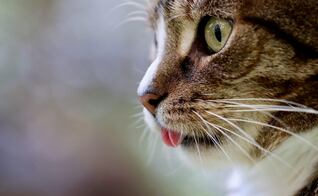 ¿Tu gato deja la lengua de fuera? Conoce el tierno significado