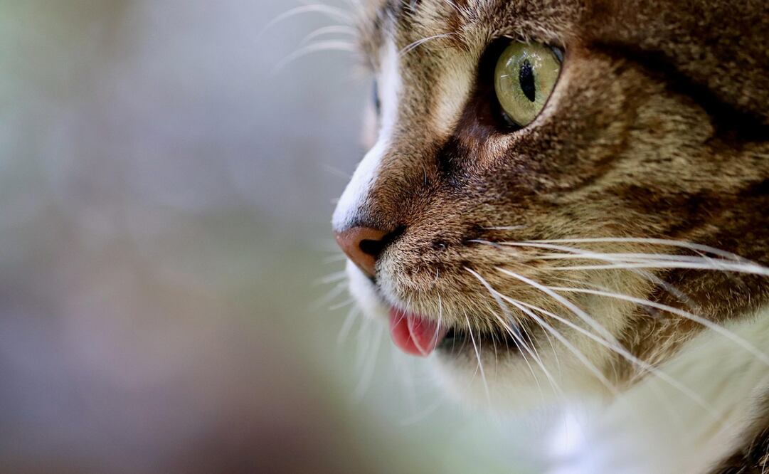 Ver a tu gato con la lengua de fuera puede tener un significado muy tierno y peculiar. Foto: Pixabay