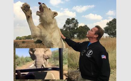 Schwarzenegger es perseguido por un elefante