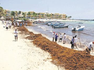 Prevén llegada masiva de sargazo al Caribe mexicano, en este año