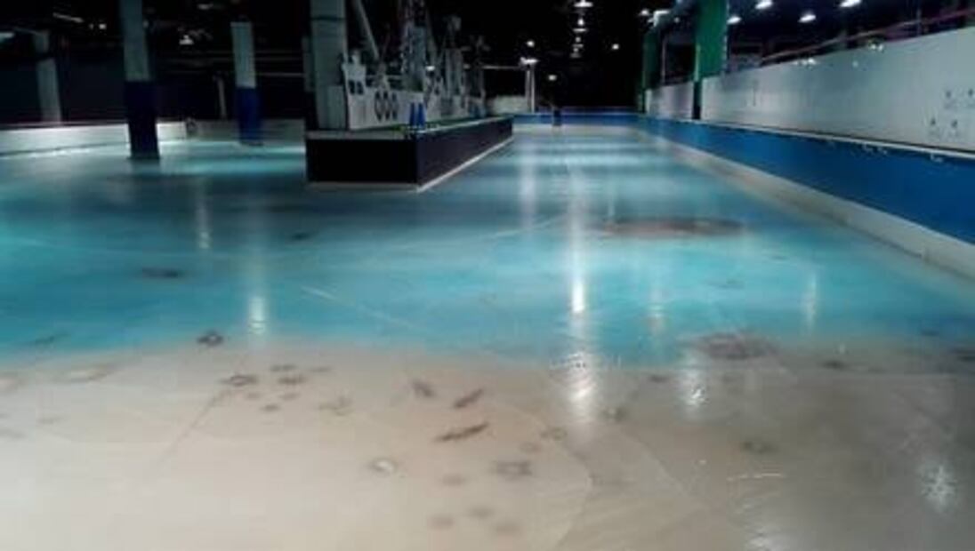 Congelan 5 mil peces para pista de hielo en Japón