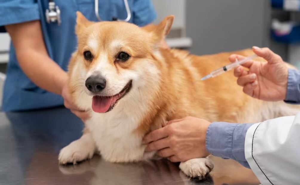 Facilita el acceso a los servicios de salud de tu mascota. Fuente: Freepik