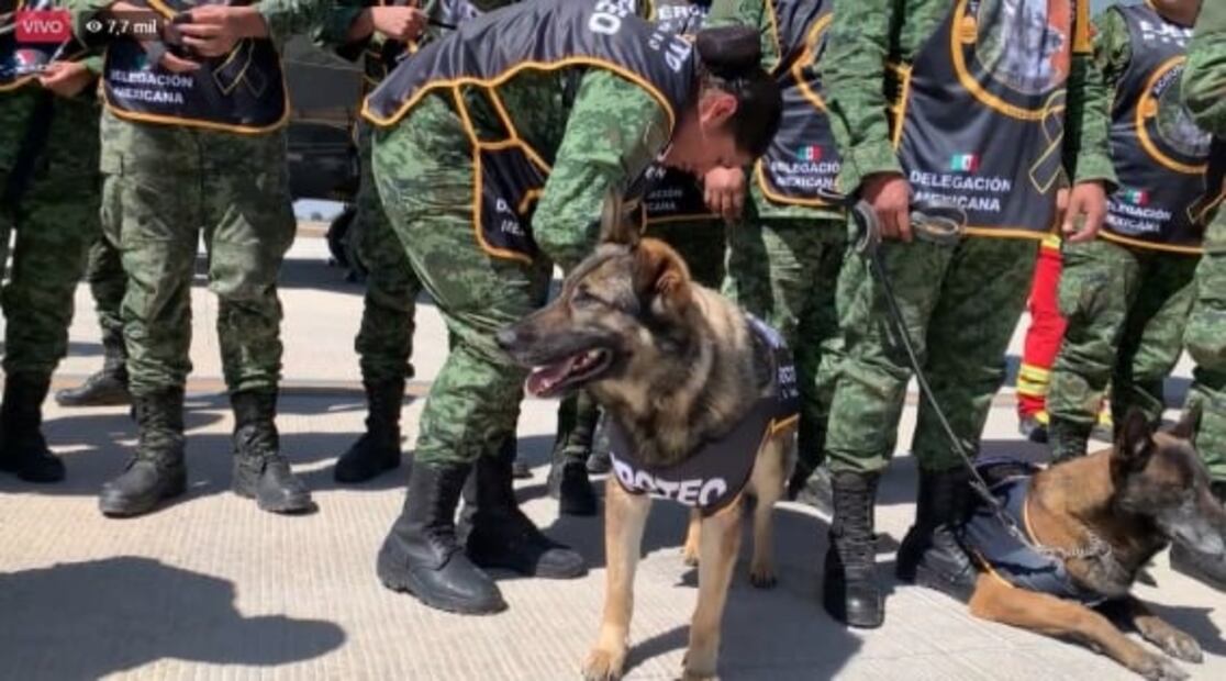 "Bienvenido a México, Proteo": reciben al perro rescatista que murió en Turquía