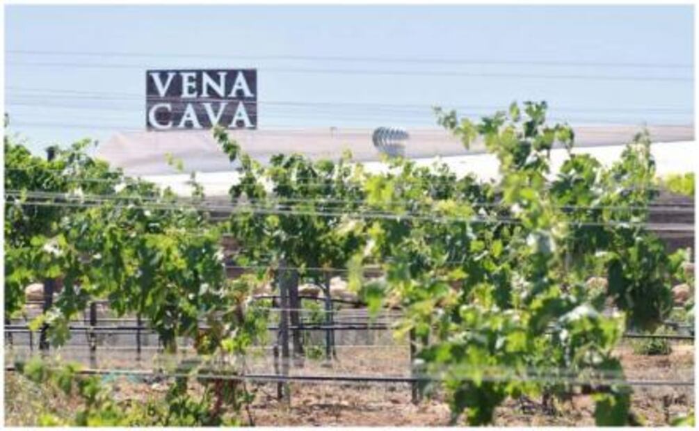 Comienza la temporada de vendimias 2018
