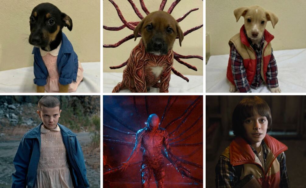 El Departamento de Protección Animal combinó tecnología y cultura pop para esta campaña. Foto: Instragram @dpa.cxs