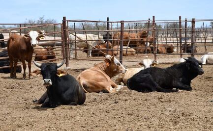 Se agudiza sequía en Baja California Sur; prevén solicitar declaratoria de emergencia por afectaciones a ganaderos