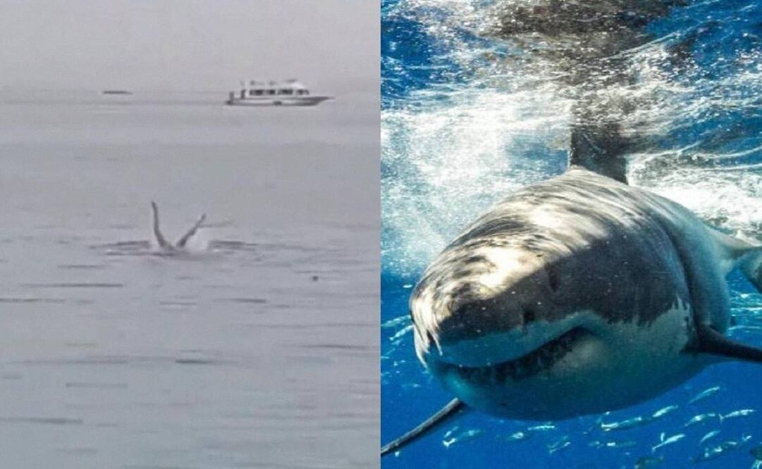 Un video captó el momento en que un tiburón devoró a un bañista ruso en Egipto. Foto: Captura