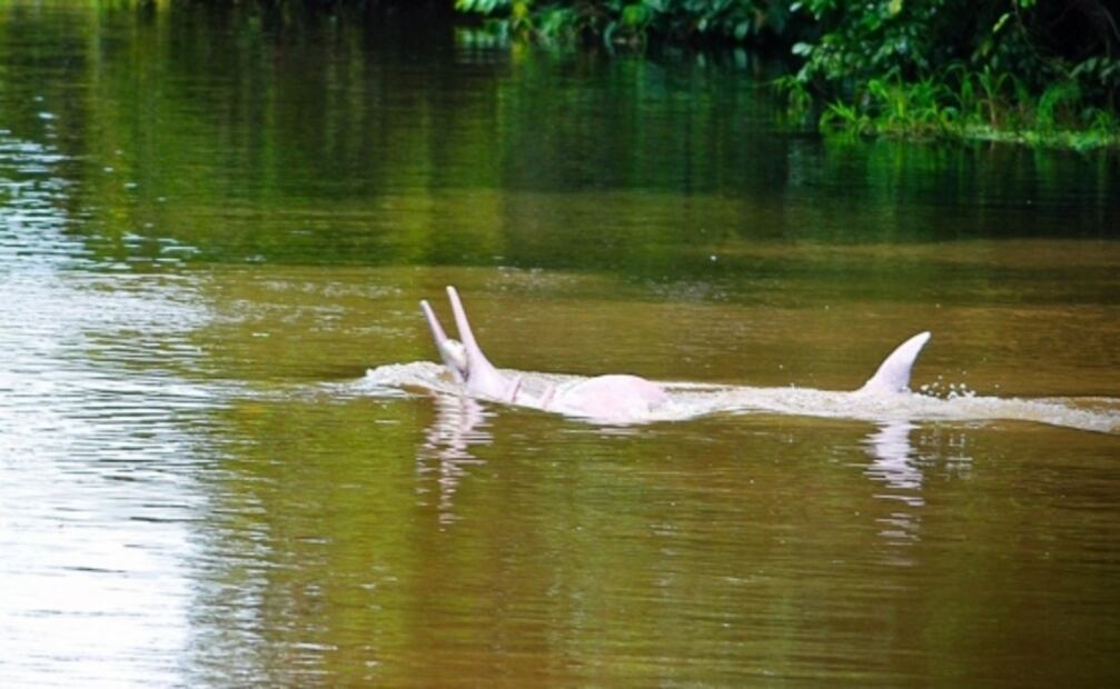 7 datos increíbles sobre el Amazonas, contados por un local