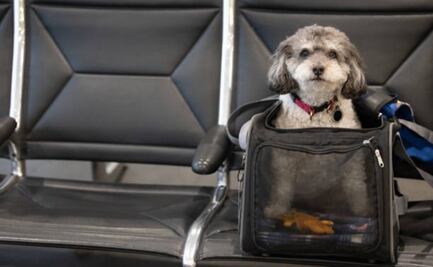 Un perro tiene el mismo valor que una maleta en un vuelo y no merece más indemnización en caso de pérdida: justicia europea