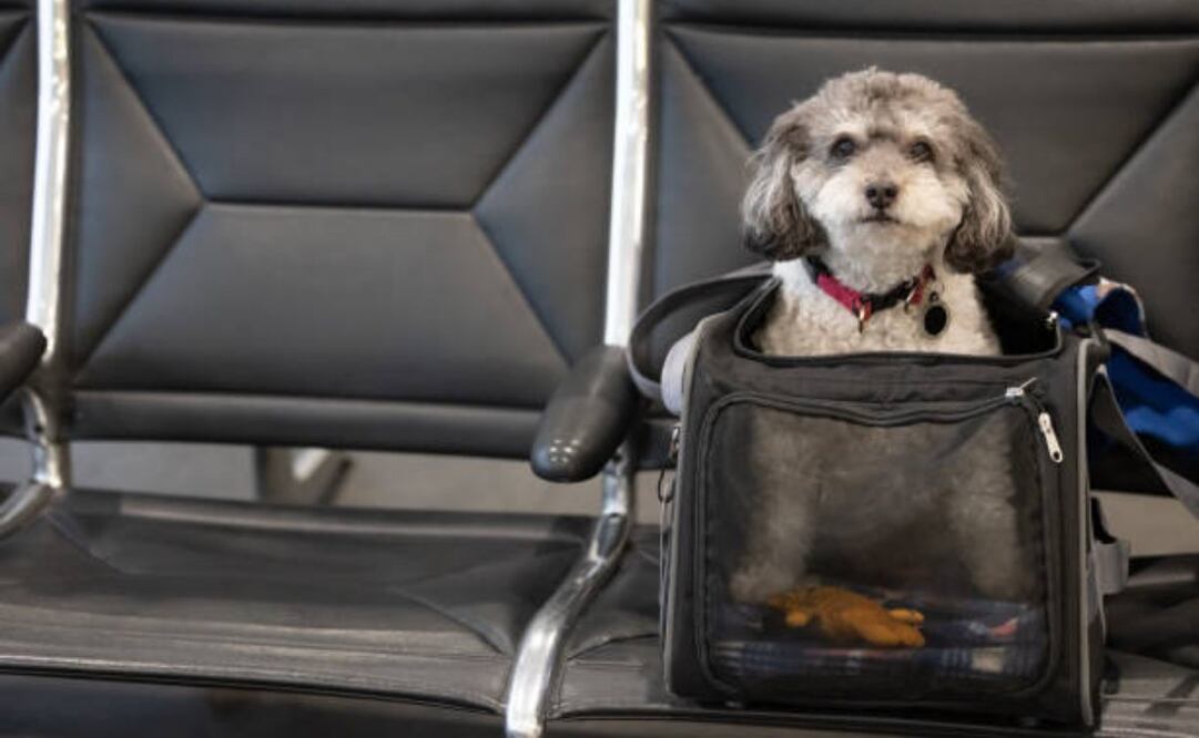 "El hecho de que la protección del bienestar animal sea un objetivo de interés general reconocido por la Unión Europea no impide que los animales sean transportados como 'equipaje'", según el tribual. Foto: iStock