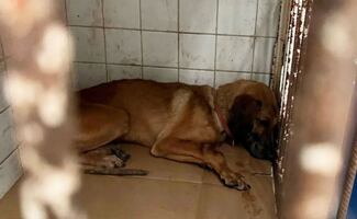 Crematorio clandestino, plaga de ratas y alimentos contaminados; Fiscalía revela condiciones críticas en Refugio Franciscano