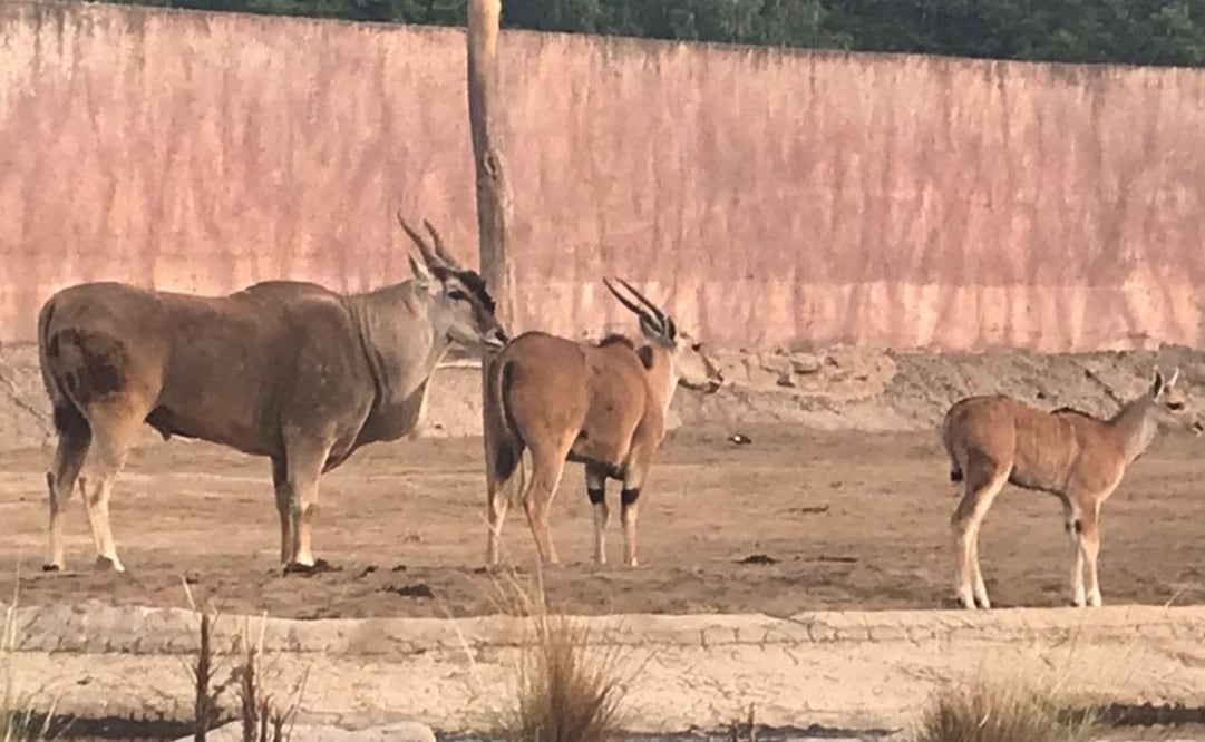 “Dragón” será recordado como uno de los embajadores de la vida silvestre. Foto: Especial